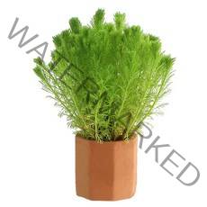 [수초] 미디오 필름