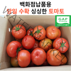 [고당도백화점납품용] 마미템 완숙 찰토마토 3kg 5kg 10kg 소과 대과 정품 못난이, 10kg 못난이, 1개