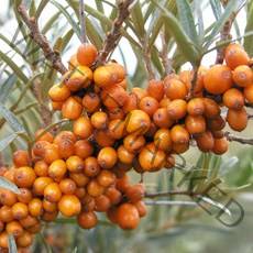 리서스원예 비타민묘목 나무 산자나무 심주홍 수1+암1 세트, 비타민 set