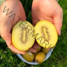 제스프리 골드키위 왕-점보사이즈 (개당160~190g), 1박스, 골드키위 왕 점보과 15~18개입 3.0kg내외