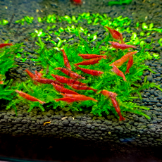 키우기 쉬운 삼각모스 자와모스 활착타일(5cm*5cm), 1개