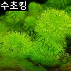 자이언트암브리아 3촉 수초킹 대왕 암브리아 포인트수초 구피 새우 치어 치비 은신처