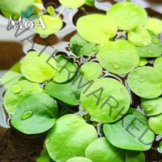 [모던아쿠아] 아마존 프로그비트 수초 (5뿌리 & 12뿌리 & 40뿌리), 40뿌리