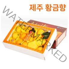 참좋은 제주 황금향 산지직송, 황금향(가정용) 3kg, 1개