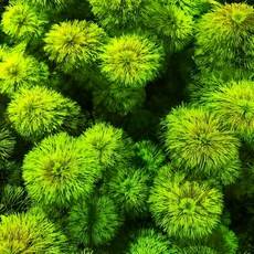 암브리아 5촉 초보 구피 새우 베타 어항 수초, 암브리아 50촉