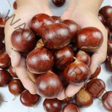 22년 GAP 정안 공주밤 옥광밤 4kg 2kg 햇밤 알밤, 공주 옥광밤 대 2kg, 1개