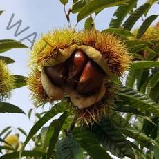 공주밤 옥광밤 알밤 햇밤 정안 대보 왕밤 칼집 밤 2kg 4kg, [칼집x] 옥광밤 2kg 대