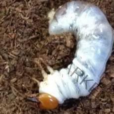 벅스피드 토종 왕사슴벌레_3령 유충_암컷