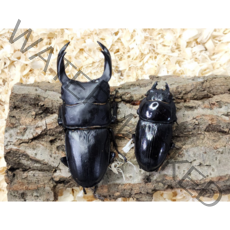 왕 사슴벌레 키우기 암컷 수컷 성충 한쌍, 수컷 50~56mm + 암컷 30~33mm