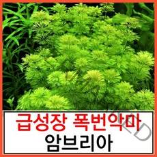 수초하우스) 암브리아(급성장종), 5촉