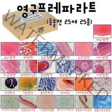 영구프레파라트(동물편 25매 25종) RAR