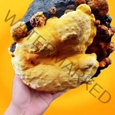 커스마일 2년산 장수 상황버섯 산지직송 200g, 400g(박스포장), 1개