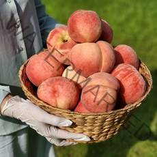 [프리미엄] 백화점 납품 조치원복숭아 딱딱이 말랑이 4kg 고당도 대극천 산지직송, 딱딱이복숭아 4kg (11-12과), 1개