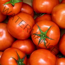 [기린] 단단하고 싱싱한 완숙토마토, 토마토 정품 소과 2.5kg, 1개