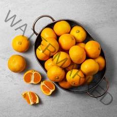 감귤농협 GAP 인증 하우스 감귤, 1.5kg, 1개