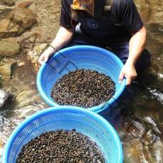 국내산 강원도 손질 깐다슬기 200g/400g 올갱이 고디 민물고동 물고, 1)강원도 깐다슬기 200g, 1개