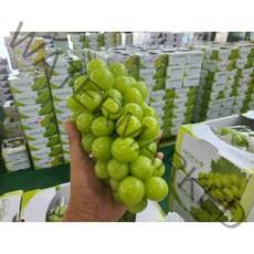 [상큼한별] 고당도 프리미엄 망고포도 김천 샤인머스켓 포도 산지공판장특가 1kg 2kg, 샤인머스켓 1kg 2-3수, 1개