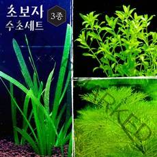[미초] 초보도 키우기 쉬운 녹색 수초 세트 (발리스네리아/암브리아/펄그라스) / 초보자 수초 / 수초 세트 / 구피 수초 /치어 수초