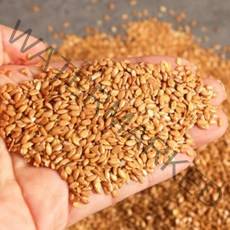 골드 볶은 아마씨 1kg 캐나다 골드아마씨, 1개