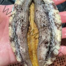 완도 산지직송 특대 활 전복 1kg 크기 60마리 꼬마 완도 전복 선물 세트, 1개, 1 kg 50-60미