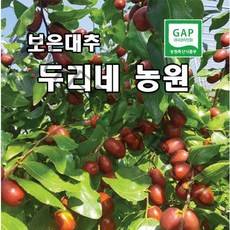 두리네농원 보은대추 생대추 건대추, 생대추(24mm) 1kg, 1개