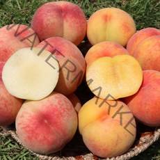 햇사레복숭아 장호원복숭아 프리미엄 백도 황도 3kg 4kg 대 특 왕, 1개