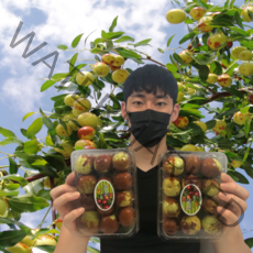 사과대추 밀양 보은 생 왕 대추 특 2kg 1kg 500g, 1개