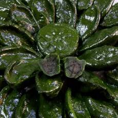 송현떡집 영광모시송편 모시떡 (냉동생송편) 깨 25개, 700g, 1개