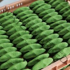 전통모시송편 생동부기피 생모시송편 30개 모시떡 아침대용떡, 1box, 1.2kg